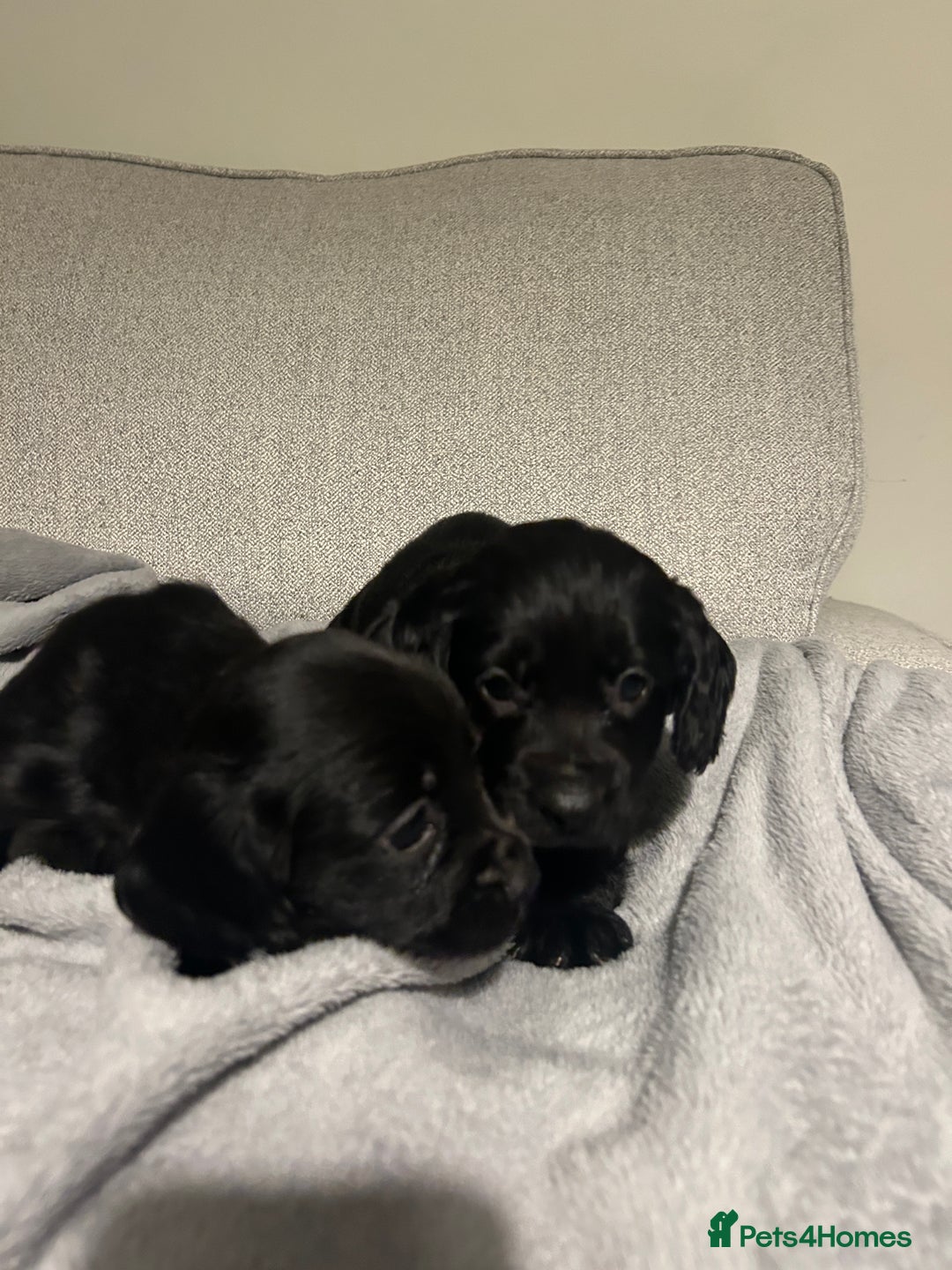 Cocker Spaniel dogs for sale: KC Registered Black Cocker Spaniels - Advert 9
