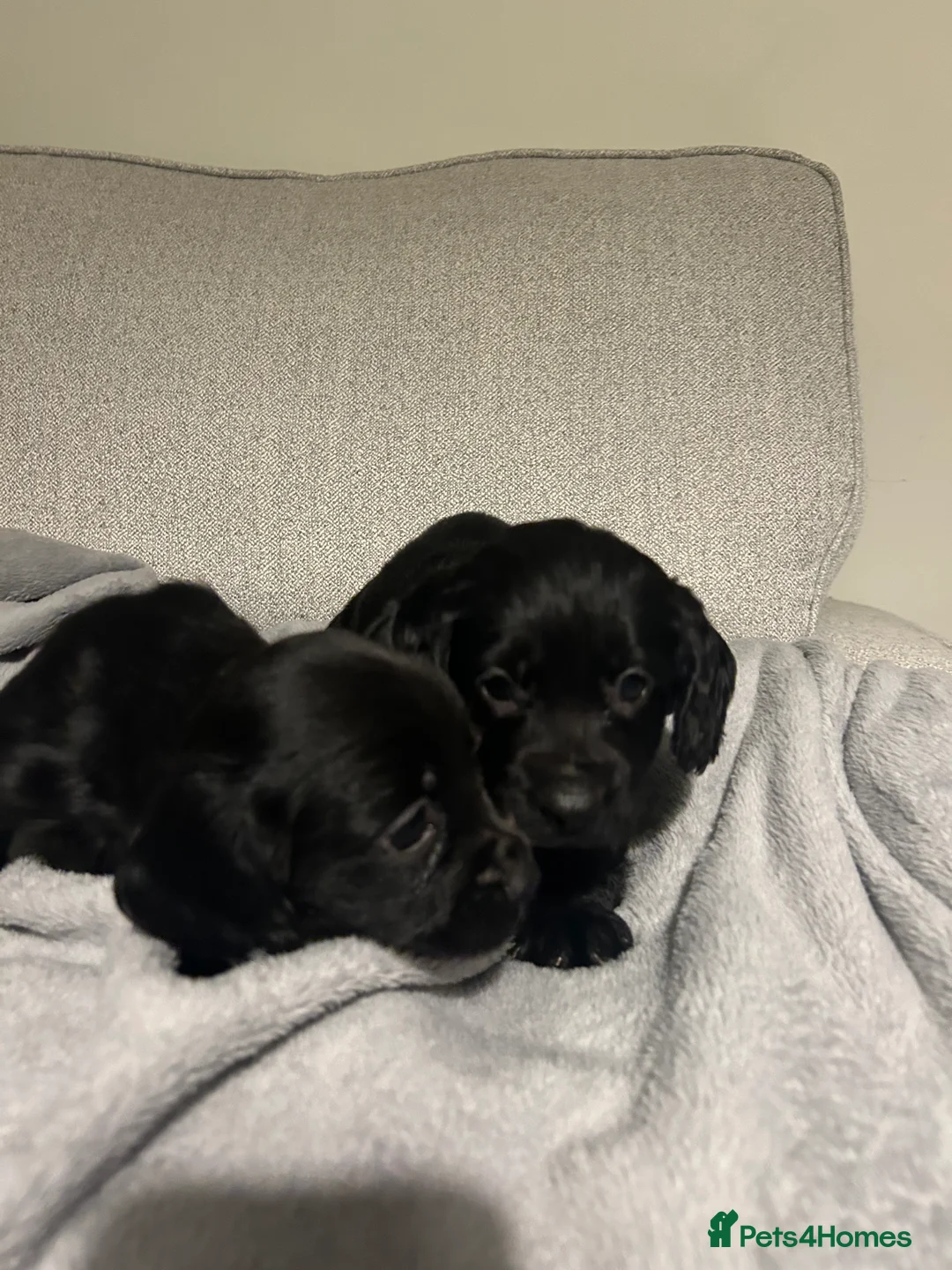 Cocker Spaniel dogs for sale: KC Registered Black Cocker Spaniels - Advert 9