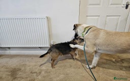 Mixed Breed dogs for adoption: Sadie – 10 months old, Female, Mixed Breed Pup - Advert 10