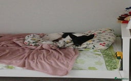 Mixed Breed dogs for adoption: 💖🐶 ELZA 🐶💖 - Image 2