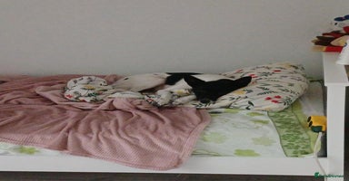 Mixed Breed dogs - Advert 6