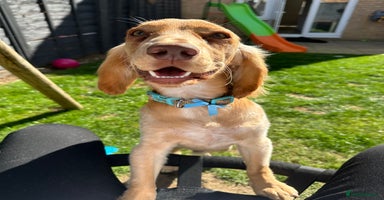 Cocker Spaniel dogs - Advert 12