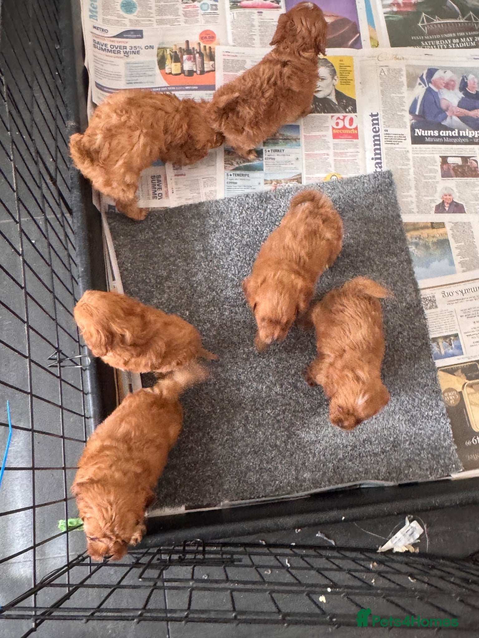 Cavapoo dogs Cavapoo pups F1 reds parent's DNA TESTED  - Advert 7