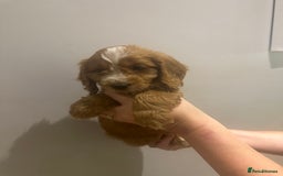 Cockapoo dogs for sale: F1 cockerpoos  - Image 6