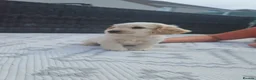 Cocker Spaniel dogs for sale: Unbelievable show type cocker spaniel babies  - Advert 1