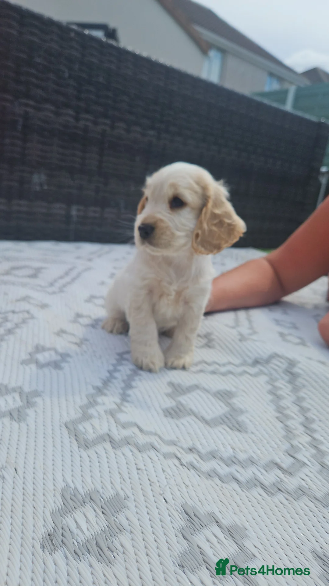 Cocker Spaniel dogs for sale: Unbelievable show type cocker spaniel babies  - Advert 1