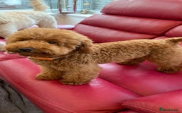 Toy Poodle dogs for sale: Toy Poodle Puppies - Extensively Health checked  - Image 8