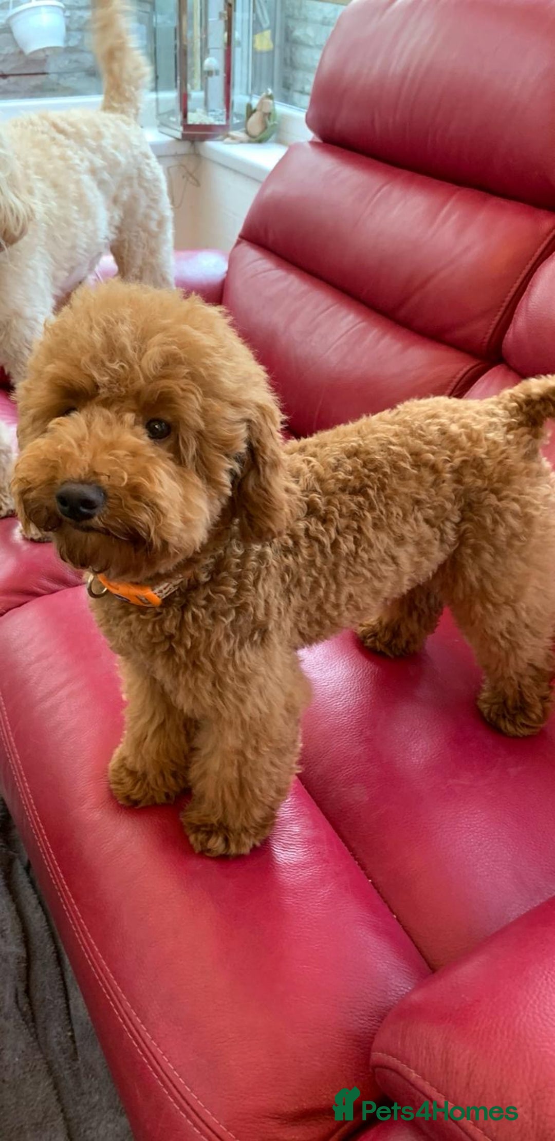 Toy Poodle dogs for sale: Toy Poodle Puppies - Extensively Health checked  - Image 8