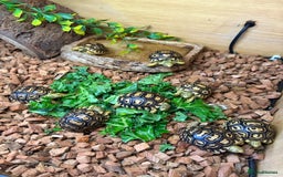 Tortoise reptiles for sale: Leopard Tortoise Hatchlings - Image 8
