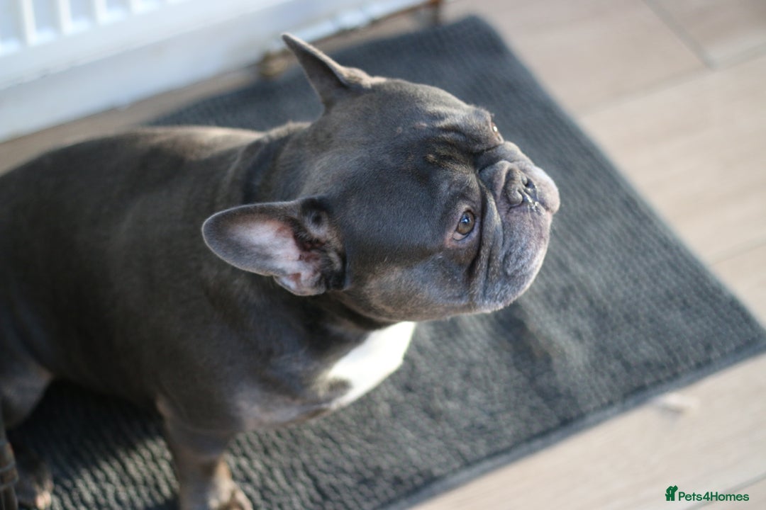 French Bulldog dogs for sale: French Bulldog Puppies Looking for Loving Homes - Advert 8