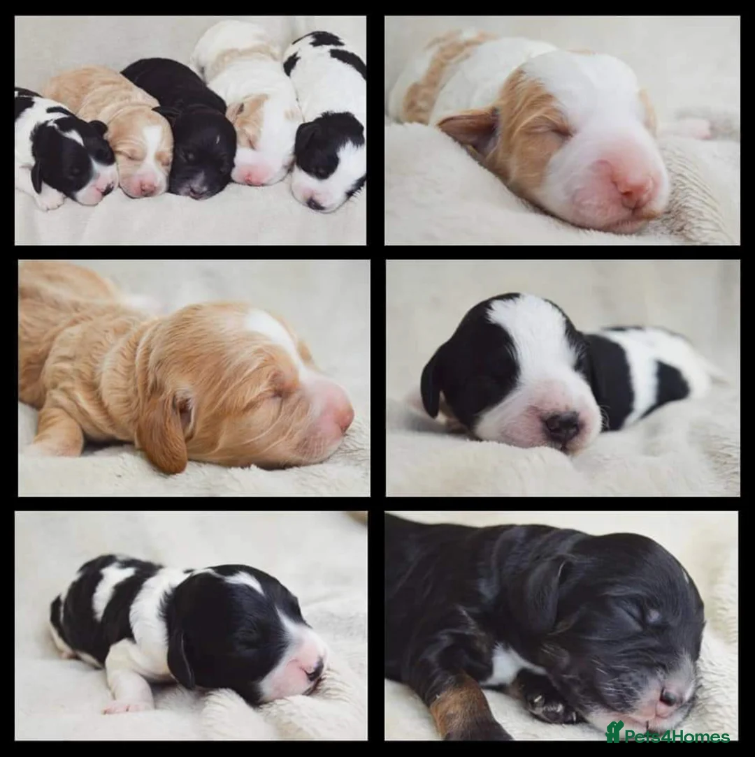 Miniature Poodle dogs for stud: KC miniature poodle, phantom and parti carrier  in Bolton - Advert 7