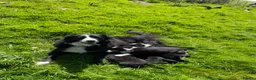 Border Collie dogs for sale: Last two male collie pups in Kirkby-in-Furness - Advert 1