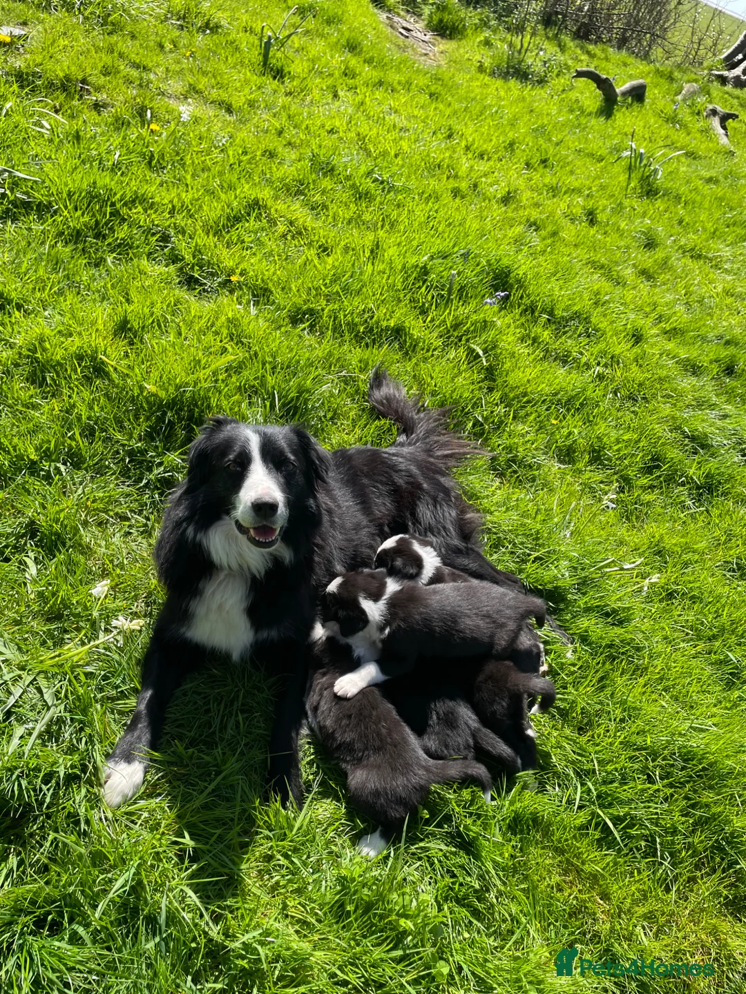 Border Collie dogs for sale: Last two male collie pups in Kirkby-in-Furness - Advert 1