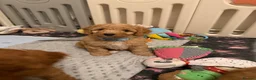 Australian Labradoodle dogs for sale: 🐾 Last 2 Australian labradoodle puppies 🐶 🐾 - Advert 34
