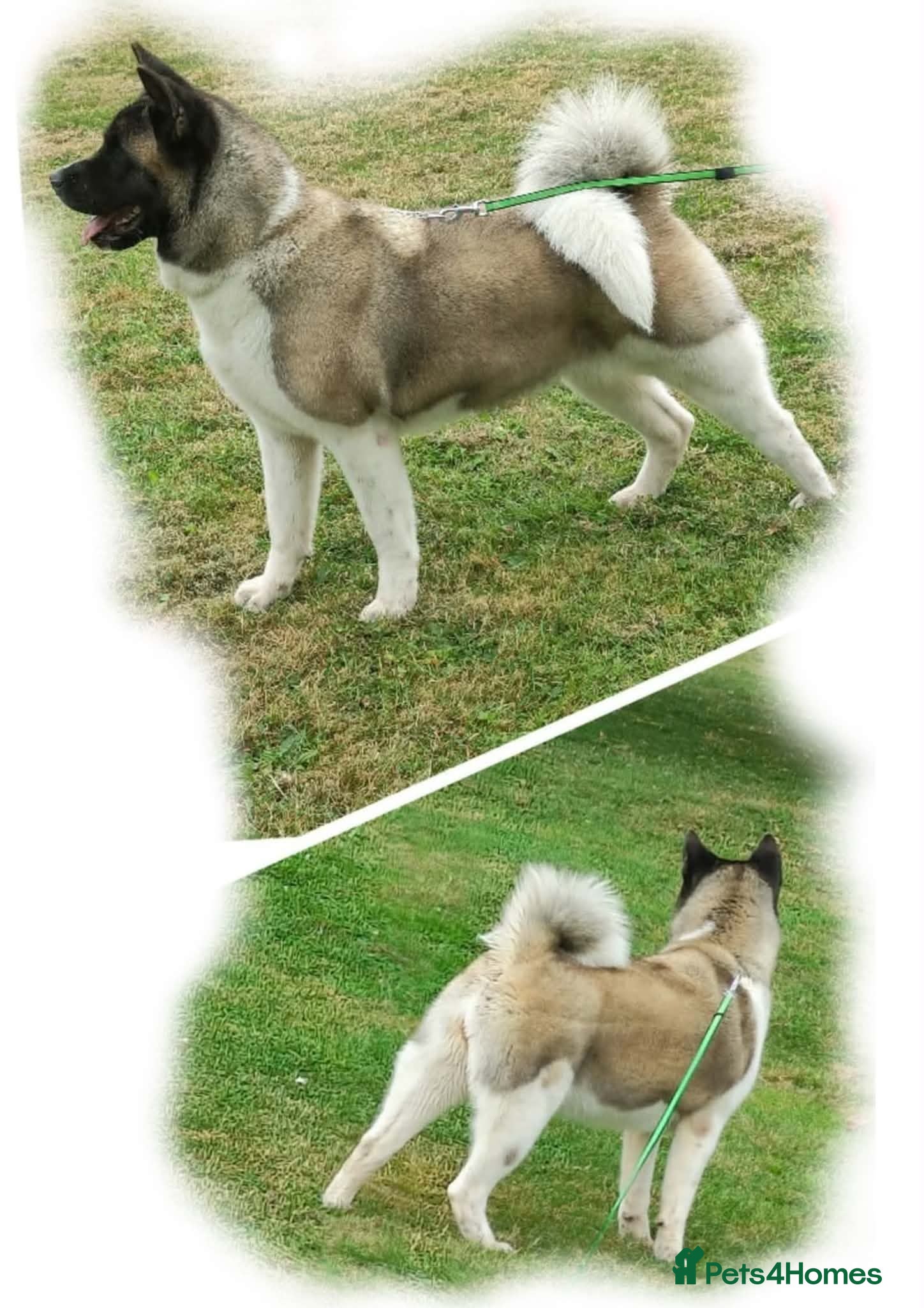 Akita dogs Pedigree mother, father pure breed. 1Female puppy  - Advert 9