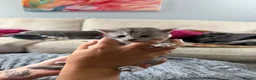 Maine Coon cats for sale: Beautiful pedigree Mainecoon kittens - Advert 11