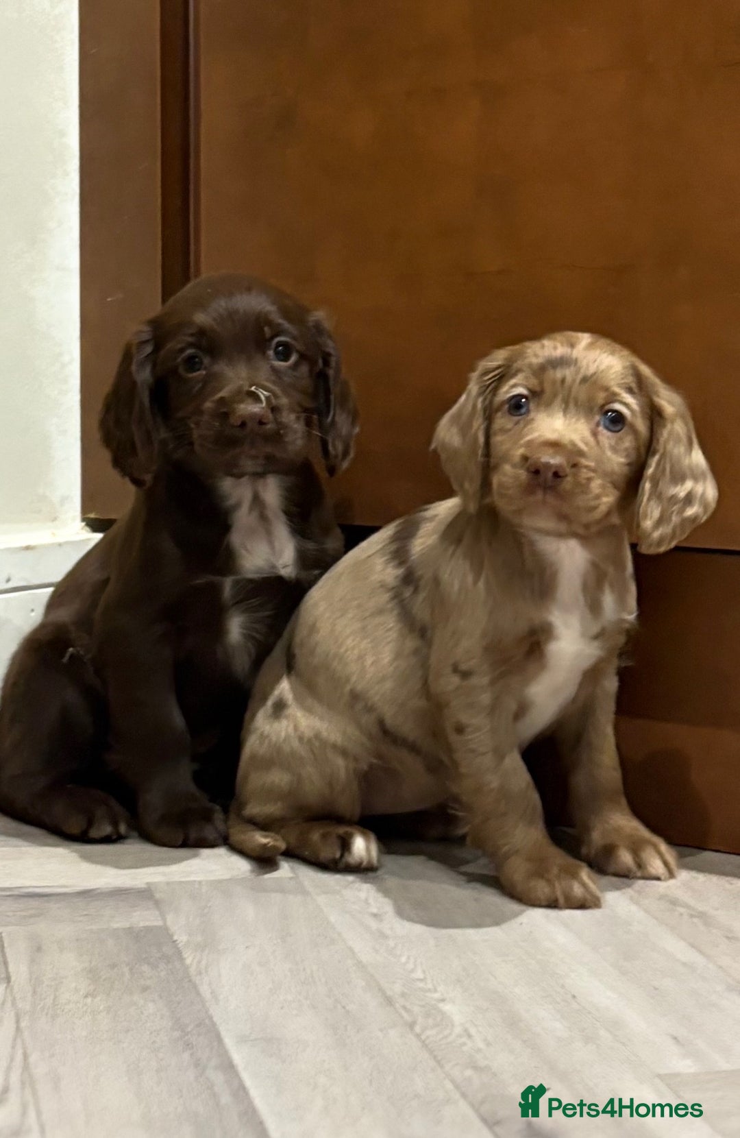 Cocker Spaniel dogs for sale: 🐶 KC Registered Cocker Spaniel Pups 🐶  - Advert 5