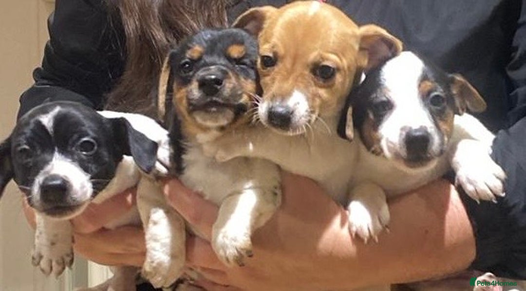 Jack Russell dogs for sale: Jack Russell - Advert 21