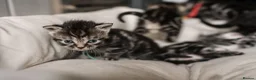 British Shorthair cats for sale: Gorgeous British shorthair tabby litter - Advert 14