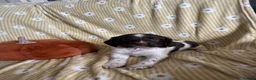 English Springer Spaniel dogs for sale: Springer spaniel pups  - Advert 11