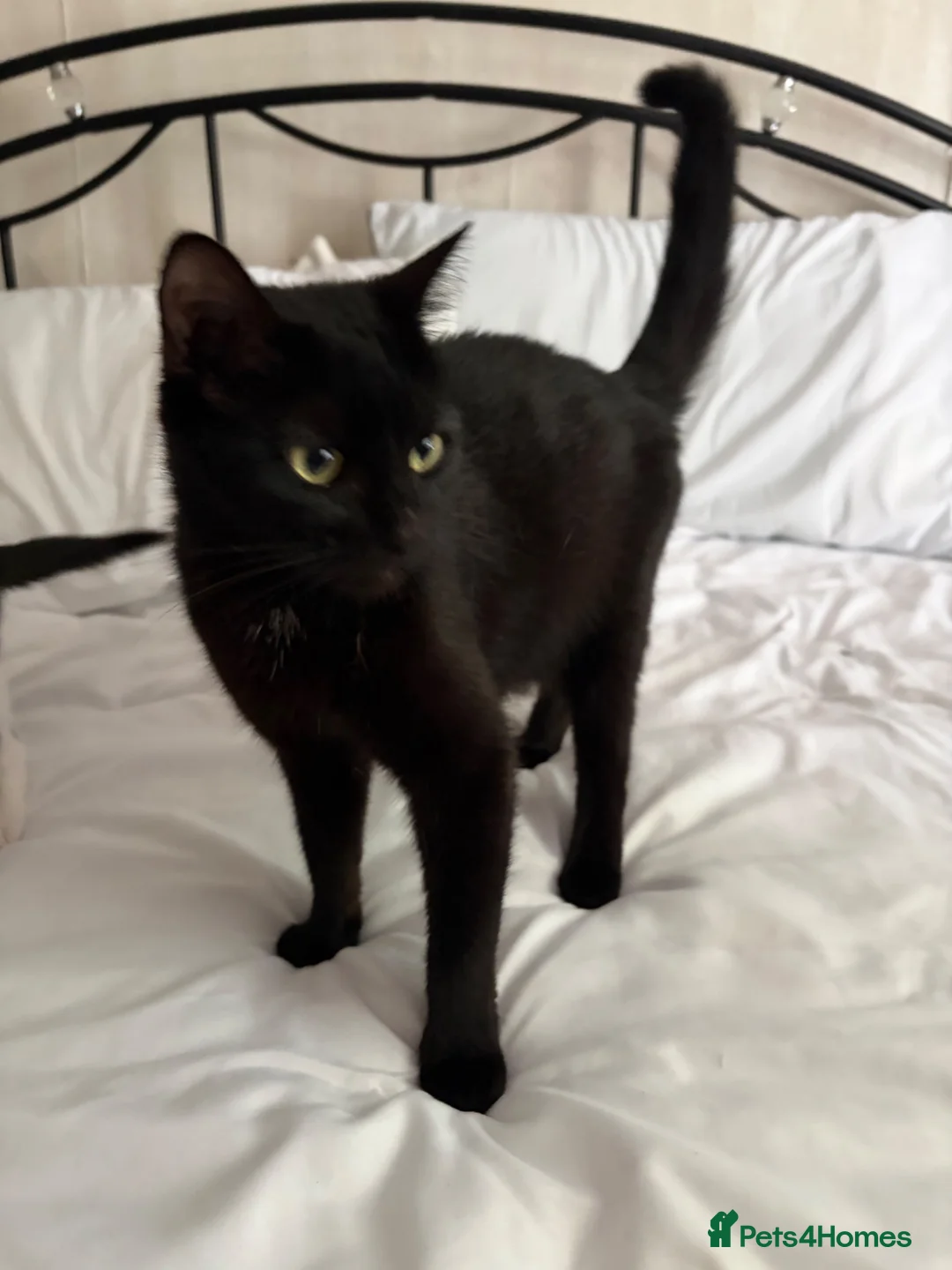 Mixed Breed cats for sale: 2 beautiful girls - Advert 9