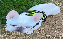 French Bulldog dogs for sale: Well bred French Bulldog Puppies  - Image 4