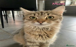 Siberian cats for sale: Siberian girl kittens ready for new home now - Image 29