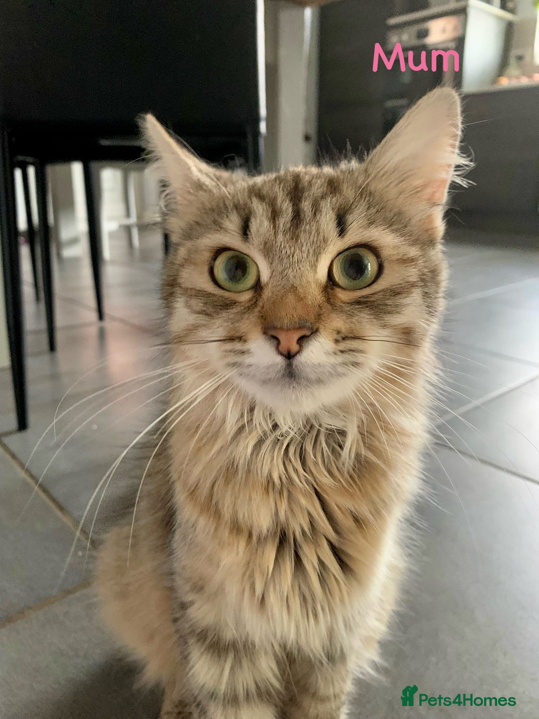 Siberian cats for sale: Siberian girl kittens ready for new home now - Image 29