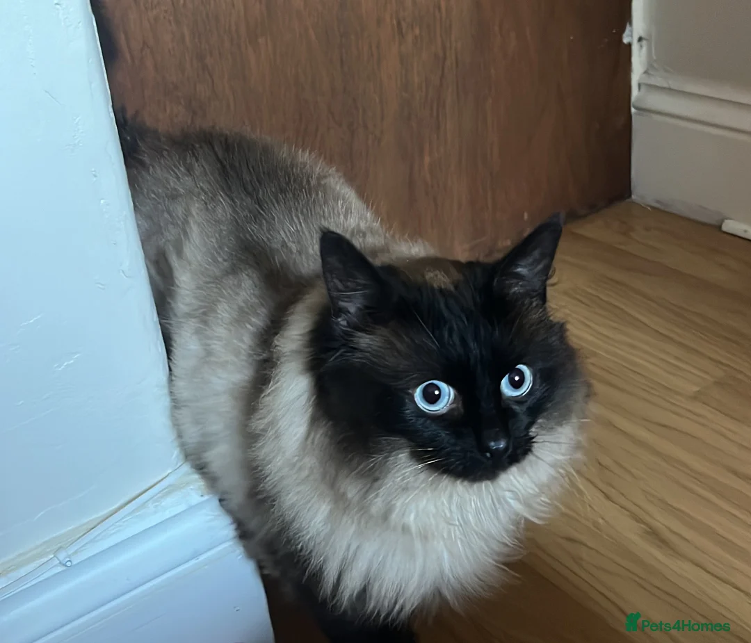 Ragdoll cats for sale: Ragdoll Male Cat 2 years old in Cardiff - Advert 2
