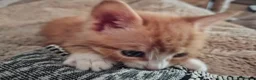 Mixed Breed cats for sale: Beautiful Litter: 4 Maine Coon X Ginger Toms - Advert 18
