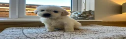 Golden Retriever dogs for sale: Gorgeous golden retriever pups - Advert 12