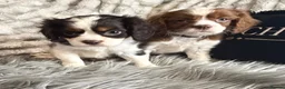 Cavalier King Charles Spaniel dogs for sale: KC REG EXCEPTIONAL EXTENSIVELY HEALTH TESTD PUPS  - Advert 2