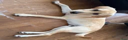 Labrador Retriever dogs for sale: Loving & Playful 9-Month-Old Labrador Boy - Leo in Bournemouth - Advert 2