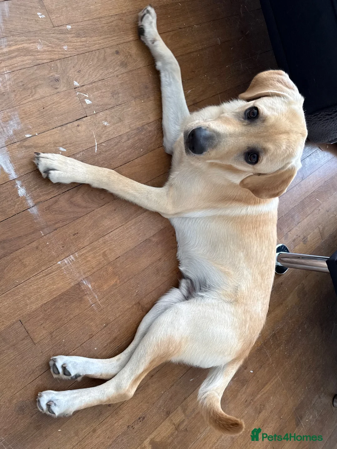 Labrador Retriever dogs for sale: Loving & Playful 9-Month-Old Labrador Boy - Leo in Bournemouth - Advert 2