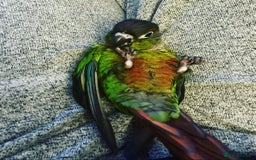 Conures birds for sale: 3 year old Green Cheeked Conure with cage and toys - Image 2