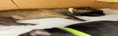 German Shepherd 4