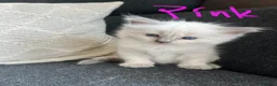 Ragdoll cats for sale: GCCF mom’s pure ragdoll kittens sale in London  - Advert 37