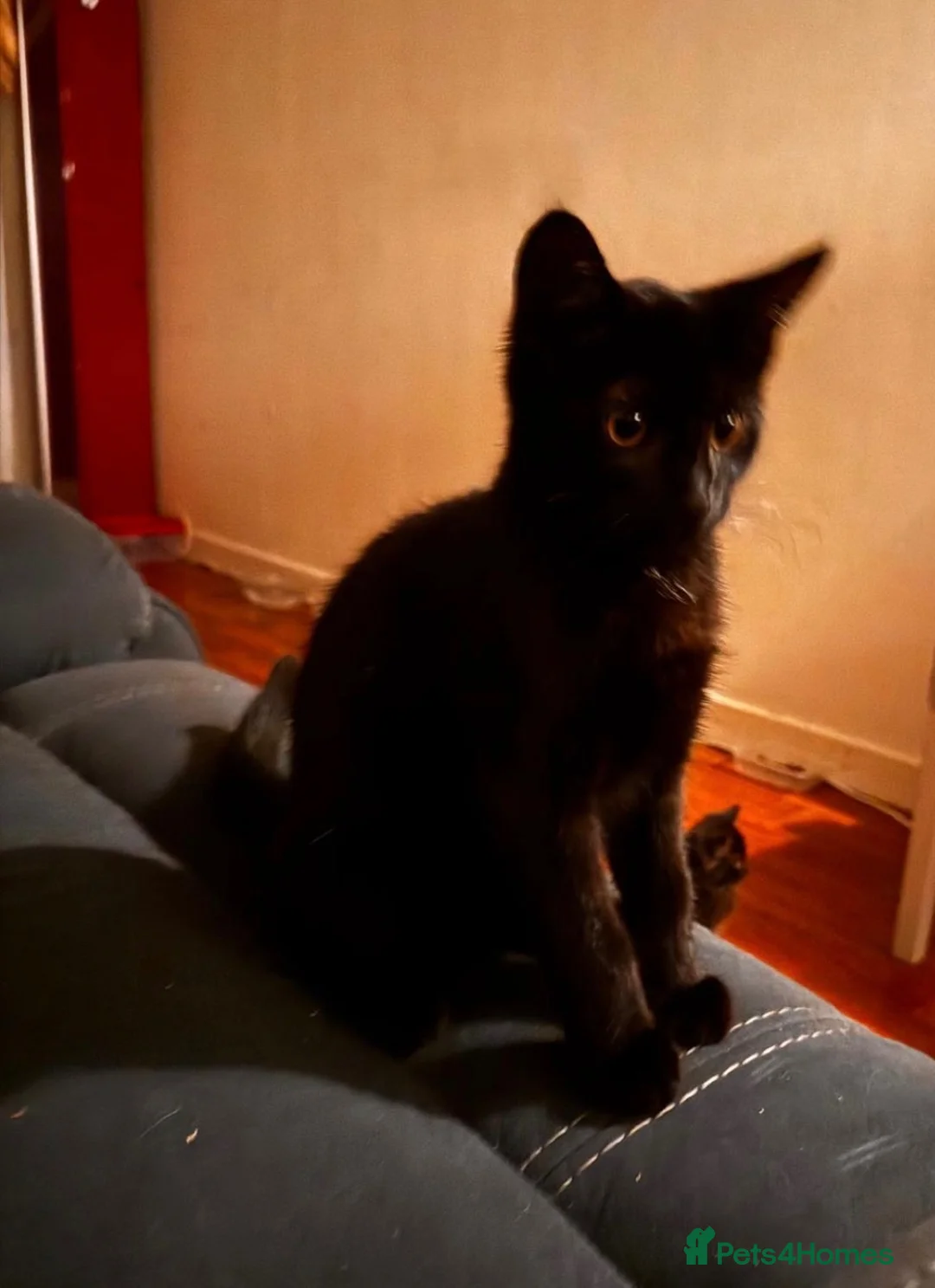 Mixed Breed cats for sale: Lovely and playful kittens in Hounslow - Advert 2