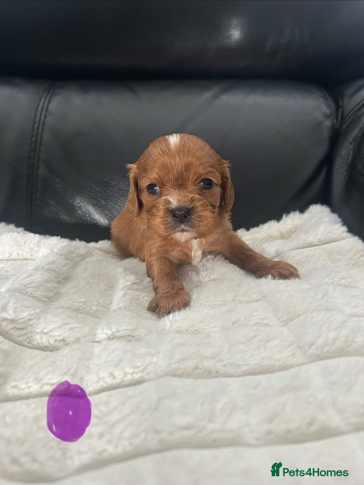 Cavalier King Charles Spaniel dogs Beautiful Ruby Cavalier King Charles pups - Advert 1