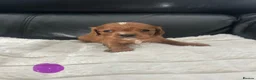 Cavalier King Charles Spaniel dogs for sale: Beautiful Ruby Cavalier King Charles pups - Advert 1