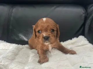 Cavalier King Charles Spaniel dogs for sale: Beautiful Ruby Cavalier King Charles pups - Advert 1