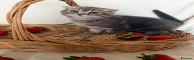 Scottish Fold 1