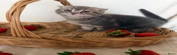 Scottish Fold cats for sale: Adorable Scottish Fold Kittens - Advert 3