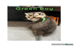 British Shorthair cats for sale: British shorthair kittens - Image 9