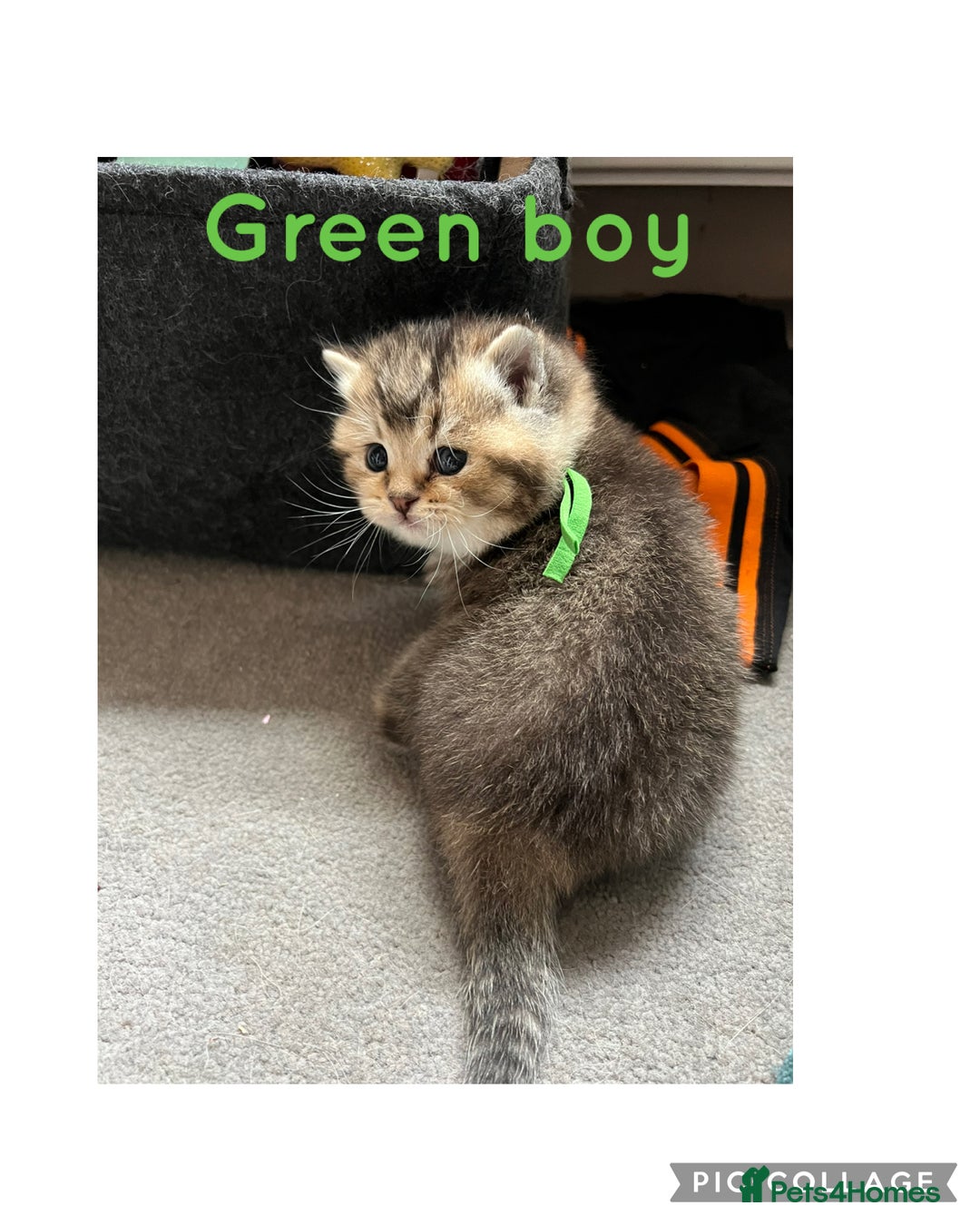 British Shorthair cats for sale: British shorthair kittens - Image 9