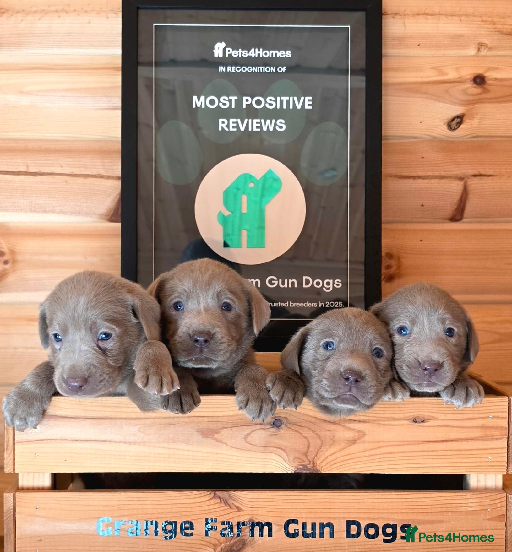 Labrador Retriever dogs for sale: 6 STUNNING KC SILVER LABS. HEALTH TESTED PARENTS - Advert 1