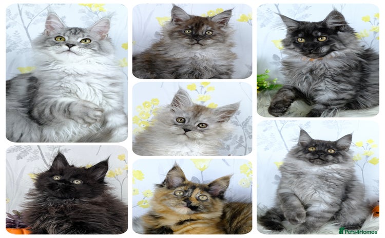 Maine Coon cats - Advert 6