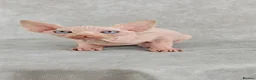Sphynx cats for sale: Exceptional Sphynx Kittens – Best Pedigree.  - Advert 21