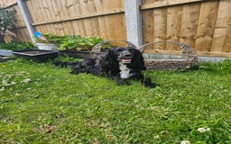 Sprocker dogs for sale: 2 black males !!! 😍 Beautifully marked sprocker! - Image 15