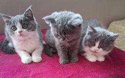 British Shorthair cats for sale: British Shorthair  - Image 4
